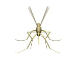 Mosquitoes are irritating and dangerous, carrying a number of diseases, including West Nile Virus. Click to learn more.