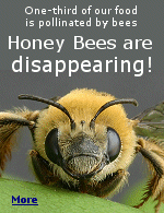 The condition, known as Colony Collapse Disorder (CCD), caused commercial beekeepers to lose a quarter of their hives last summer in America. 