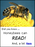 A friend of mine is a beekeeper, and he tells me bees are needed in greenhouses for pollination. But, the bees can't see the sky, so signs are put up for them to read directions.