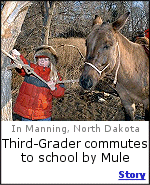 Just like the old days. In Manning, North Dakota, 9 year old Saje Beard rides to school on the family mule.