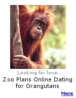 Single male (red hair, long arms, interests include hanging in trees and grooming) seeks female for long-distance relationship and possibility of meeting up in future to help save species. 
