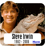 ''The Crocodile Hunter'', Steve Irwin, was killed by a Stingray while filming near Australia's Great Barrier Reef.